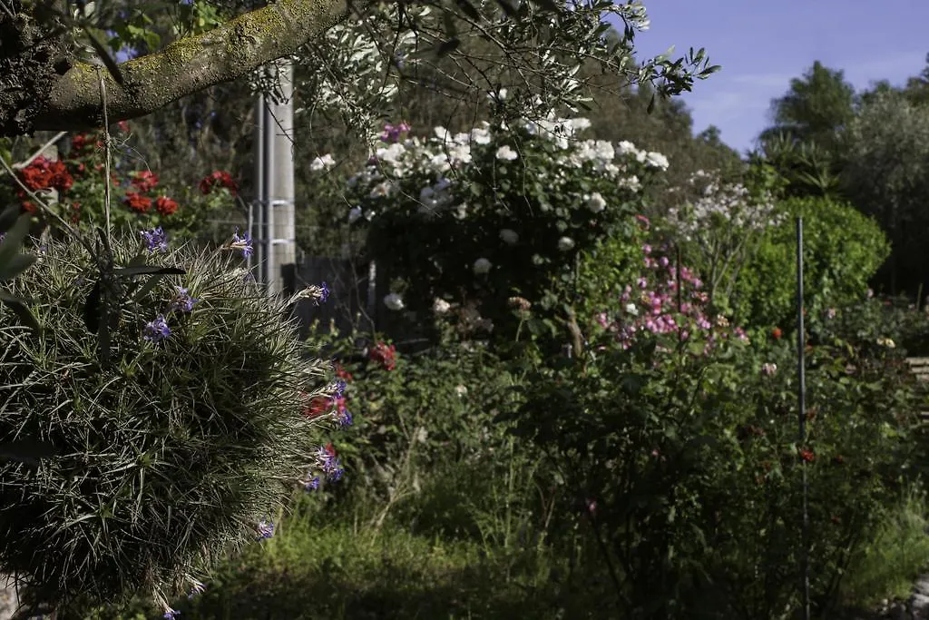 Bed & Breakfast Bed and Breakfast Il Vecchioliveto di Ornella Marrùbiu